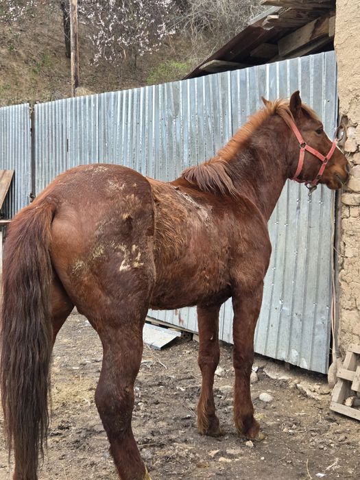 Полу тяж айғыр сатылады