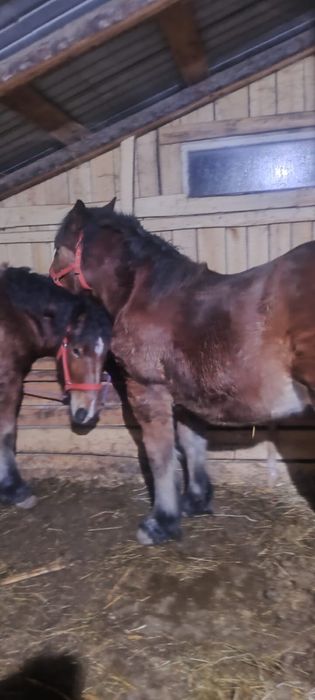 Vând un mânz  si o mânză  in varstra de 10 luni