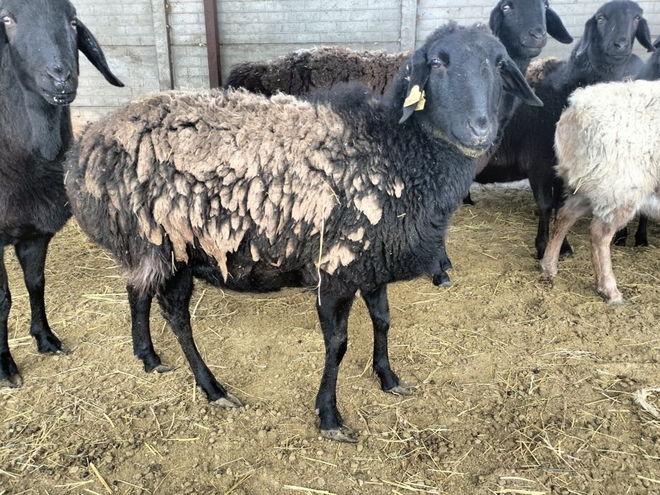 Тұсақтар сатылады.