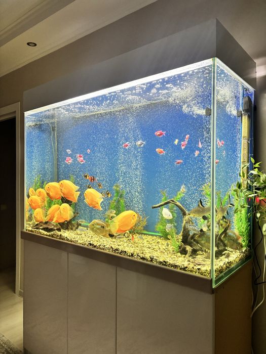 Большой аквариум+рыбы