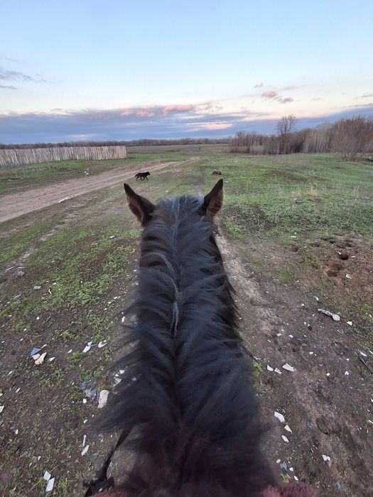 Продаётся жеребец двух летка обученый