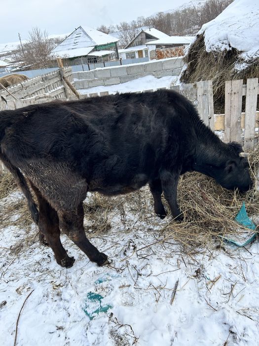 Корова и быки продам