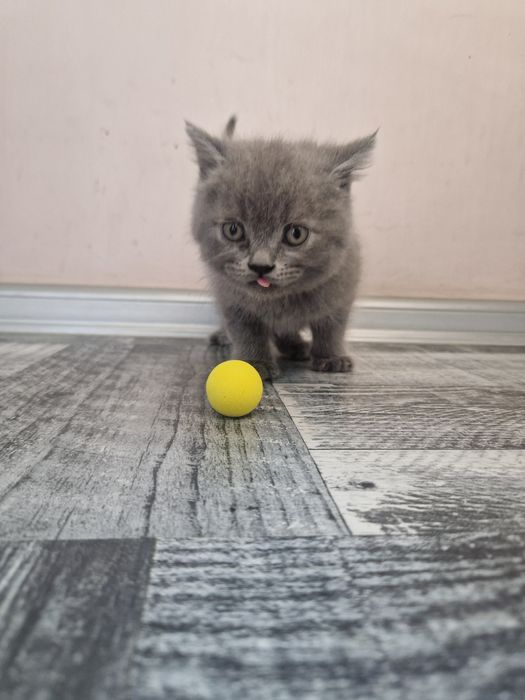 Шотландска клепоуха, британска късокосместа