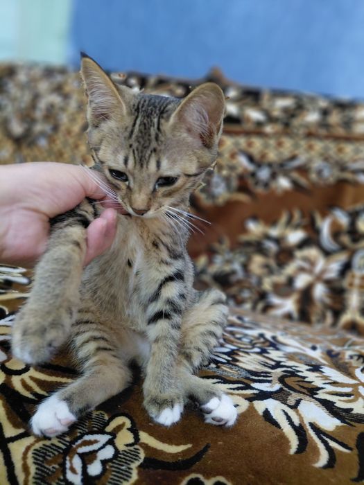 мы дарим красивых котят