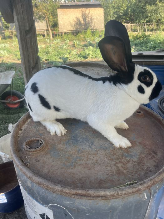 Mascul fluture german de vanzare