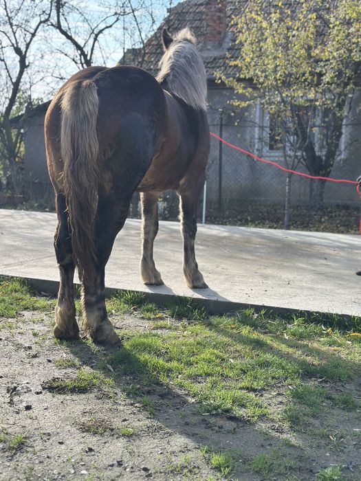 Mânza de 2,5 ani 172 inaltime