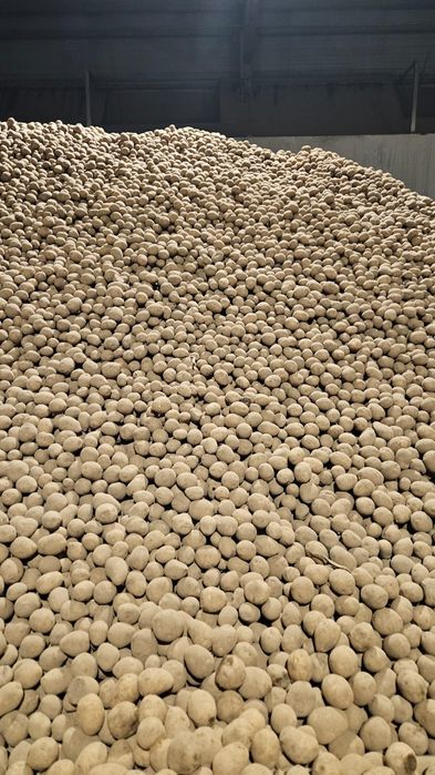 Картошка оптом от 20 тонн