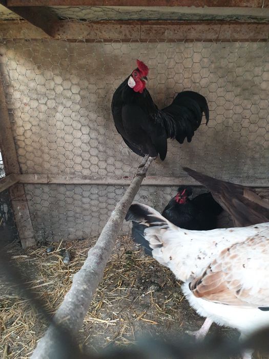 Срочно продаётся птицы все несут яйца