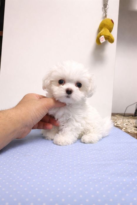 Bichon Maltez mini toy