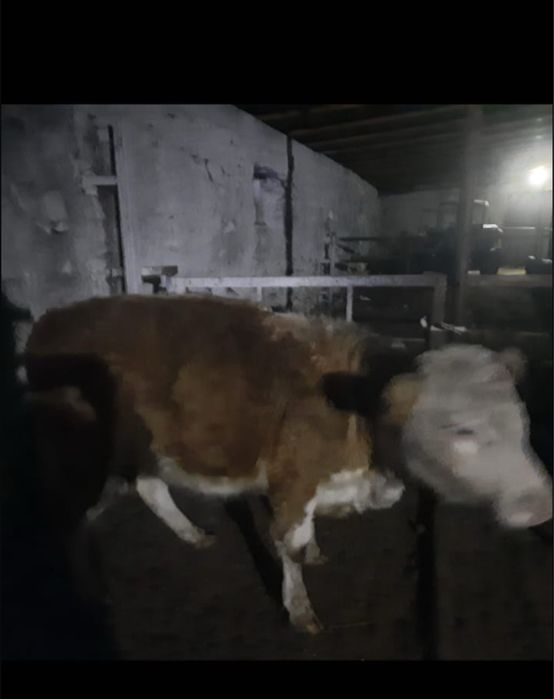 Продаю телочек !