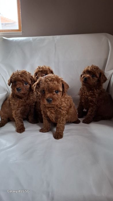 Родословни той пуделчета Ред Дог