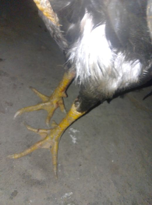 Ассалам алейкум. Продаются питух 12 месяцев