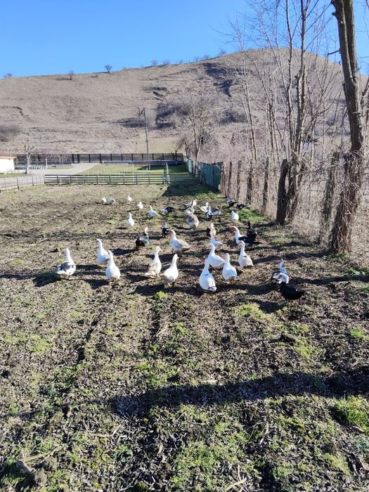 Vând rațe și rățoi