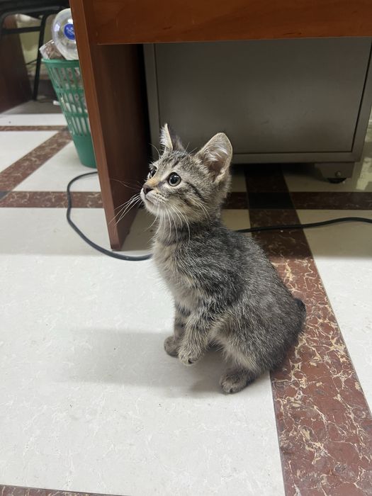 Отдам котенка в добрые руки