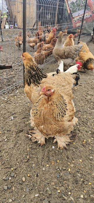 Vând găină brahma