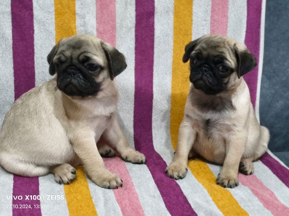 Очаровательные щенки Мопса.