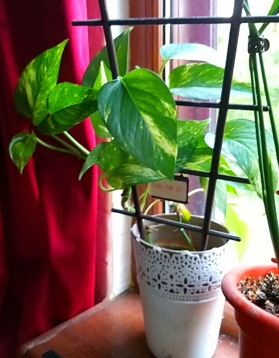 Epipremnum aureum sau Iedera diavolului