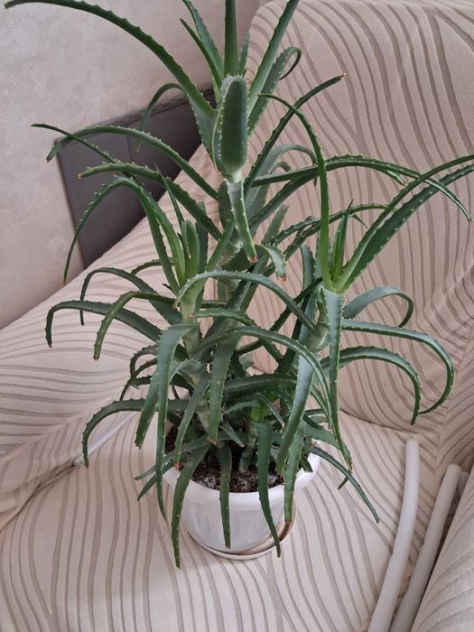 Лечебный Алой.  многолетний