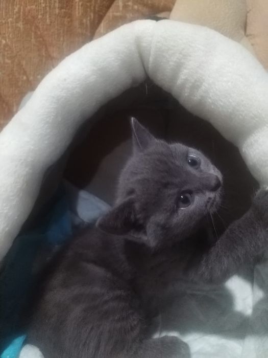 Британские котята
