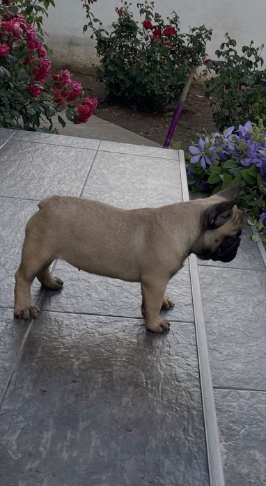 Vand pui bulldog francez