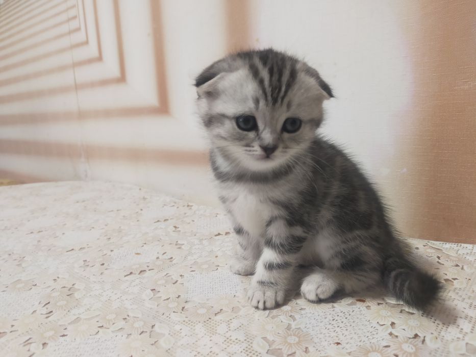 Продам котят скотиш страйт