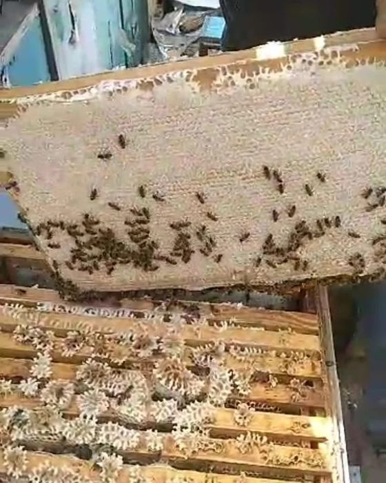 Натуральный мёд со своей пасеки