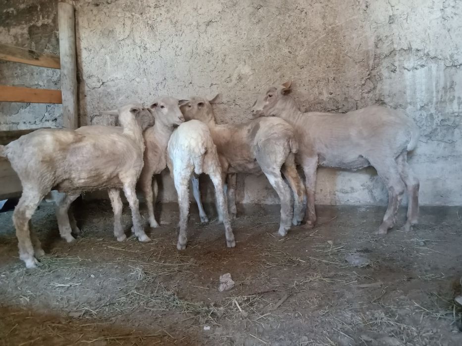 Сек тоқтылар Семіз