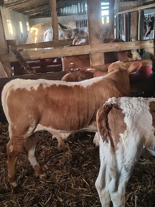 Vând vițel bălțat