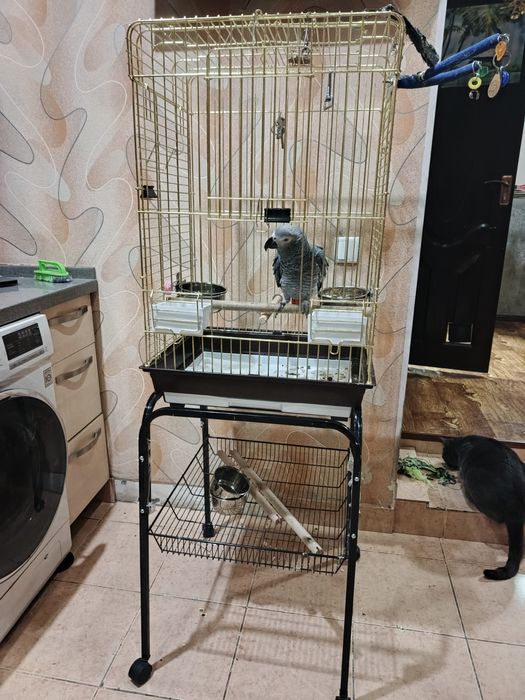 Продается попугай жако