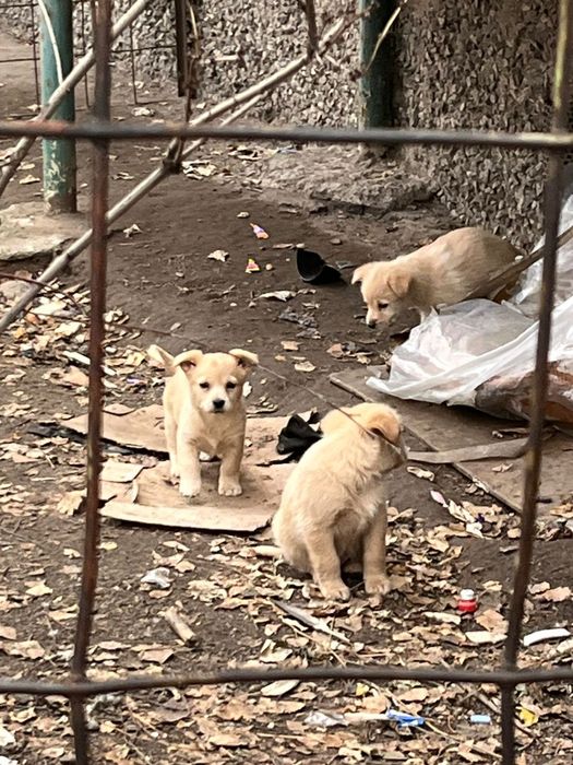 Даром. Щенки. Бездомные