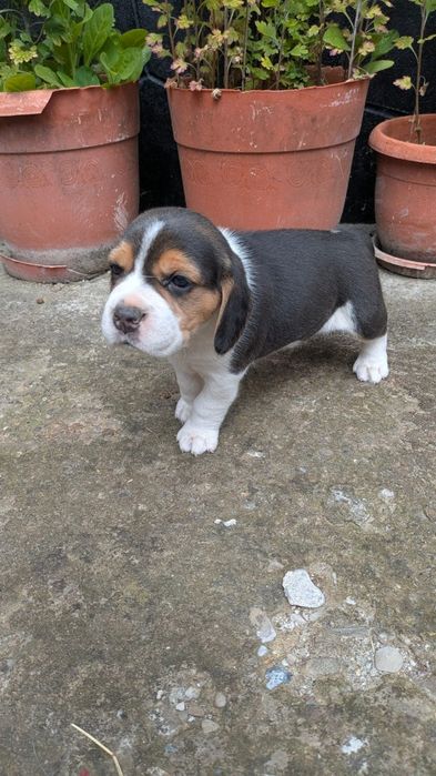 Catel beagle tricolor
