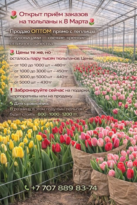 Тюльпаны к 8 марта пачками