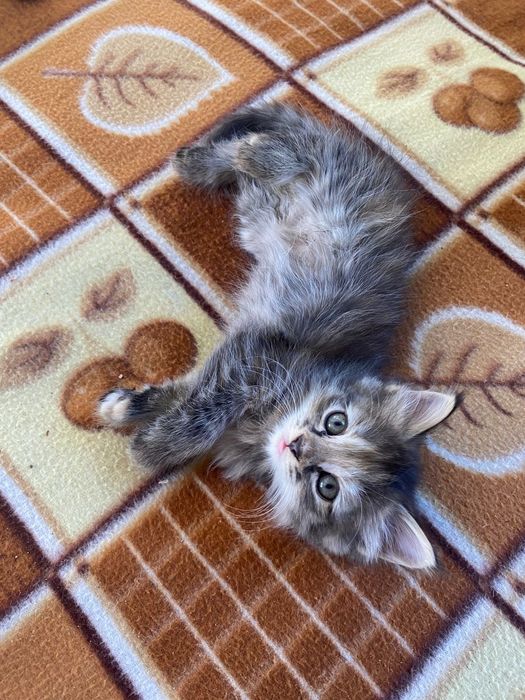 Отдаю котят в хорошие руки!