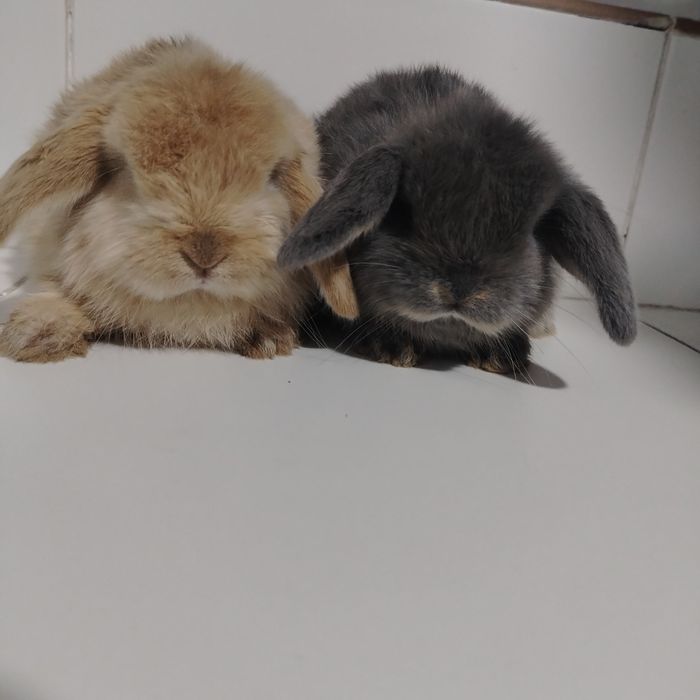 Karlik almaz glaz quyon