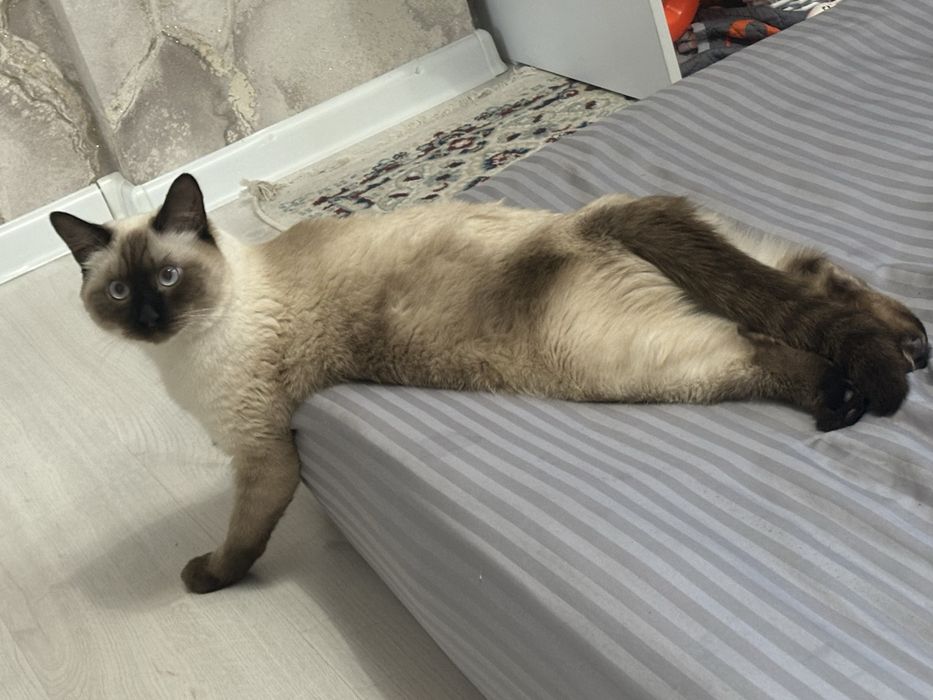 Кастрированный домашний кот