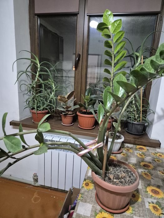 Продам замиакулькас