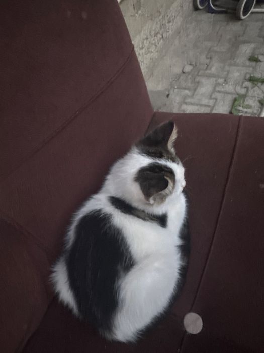 Отдам хороший руки котята 2 девушка 2 мальчик