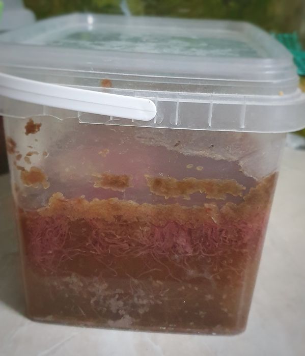 Израильский Трубочник (Изя)