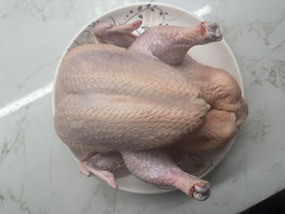 Домашние курицы.