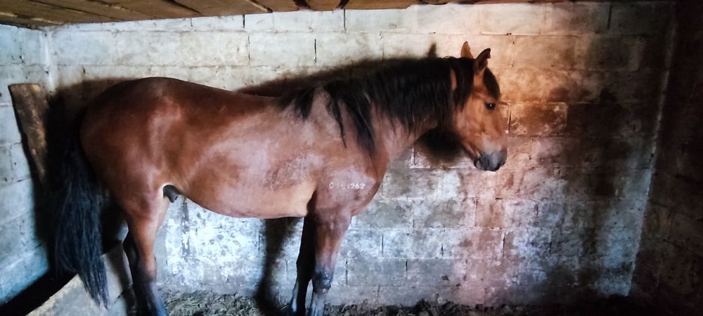 Продам лошадей с откорма, 3 летка и 2 летка