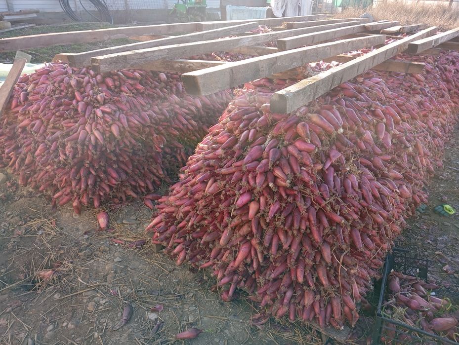 Ceapa roșie de Buzău