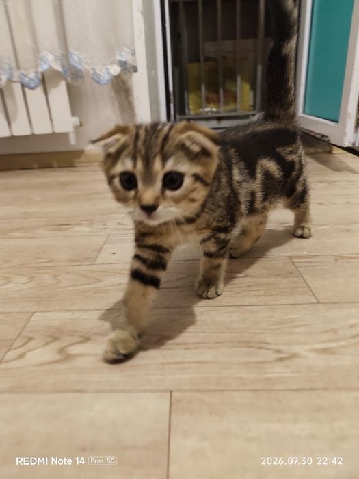 Котёнок мальчик, возраст 2 месяца. шотландский вислоухий