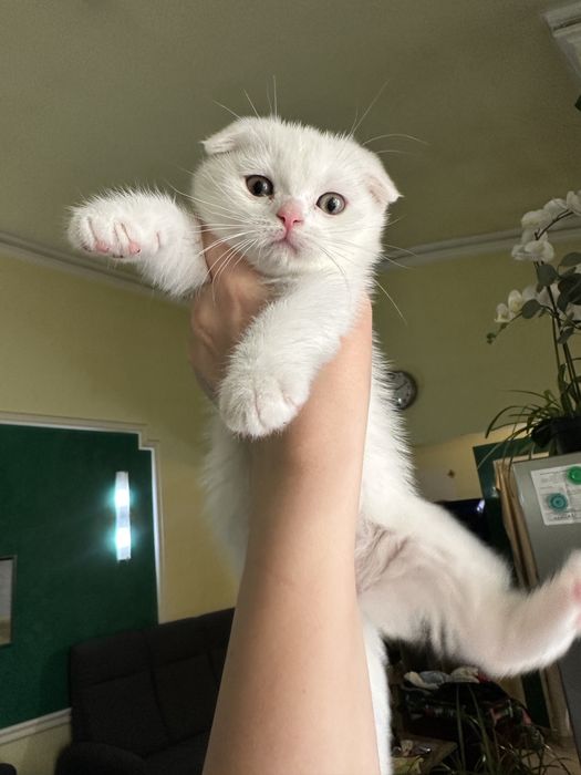 Pisoi Scottish Fold Albi