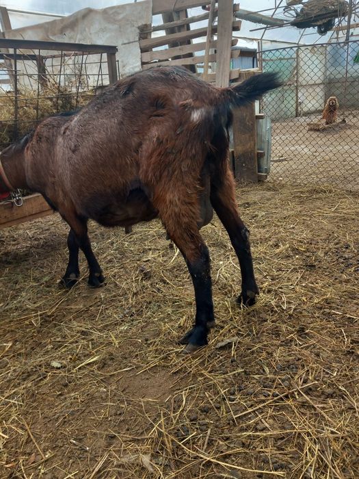 Vand trei capre  alpina franceză
