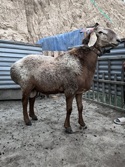 Прадаю арашан кочкара