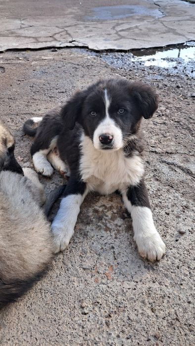 Милым щенком нужен дом