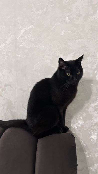 Отдам кота в добрые руки