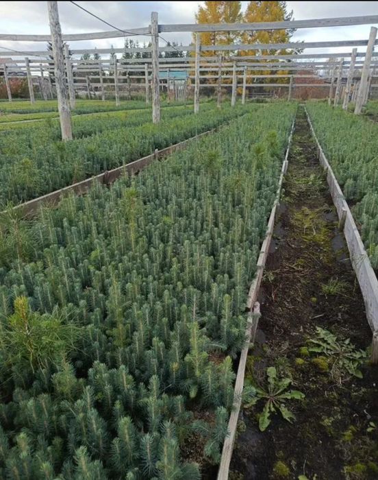 Sifatli Evropa ideal koʻchatlari