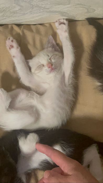 котята в хорошые руки