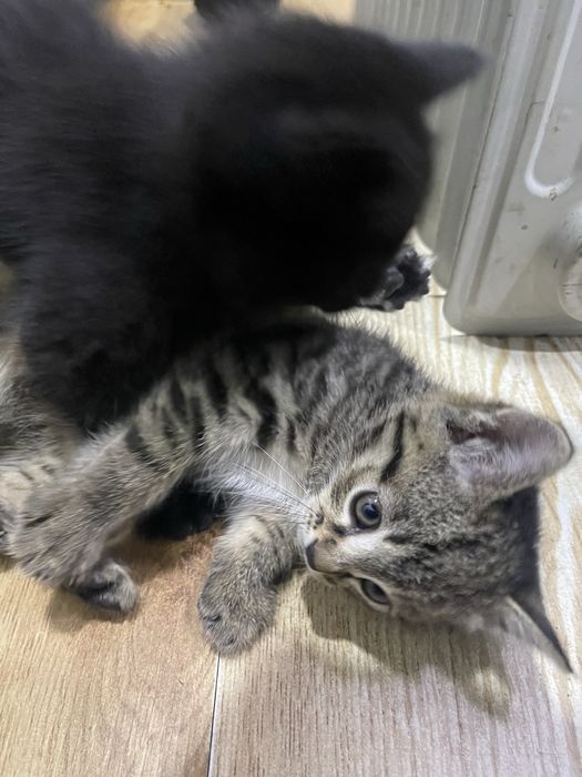 Домашние животные